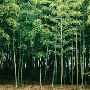 Bamboo Forest