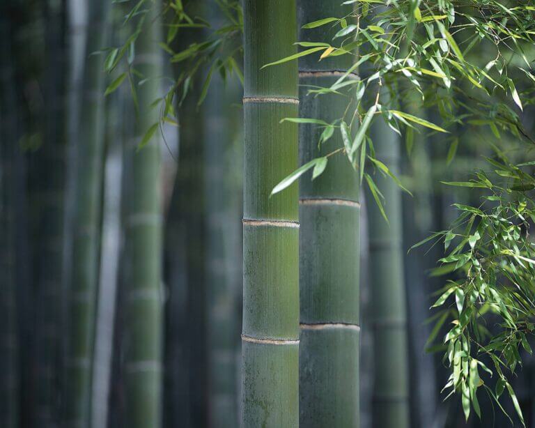 Moso Bamboo is considered a timber bamboo due to size.